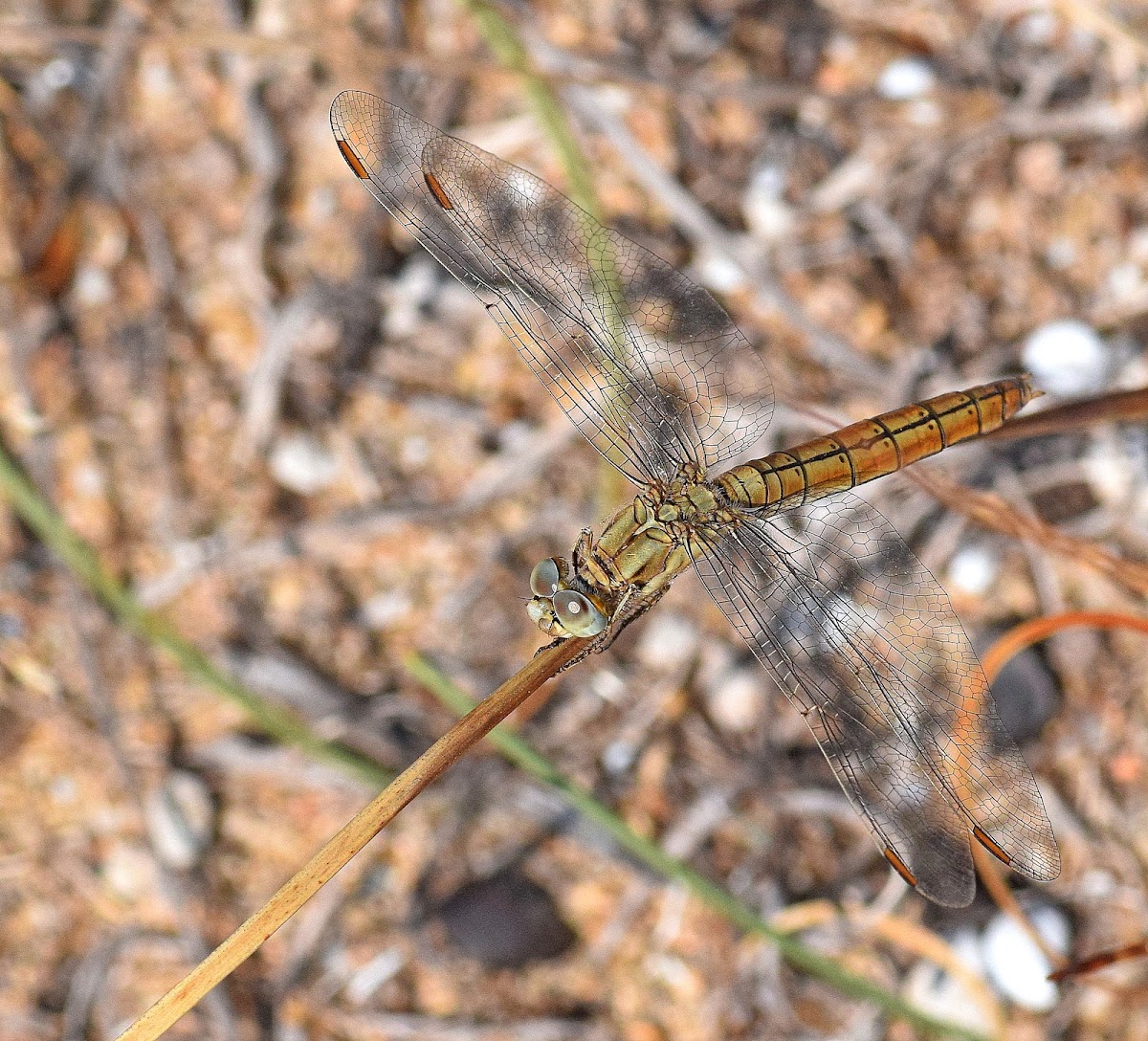 Southern Skimmer