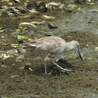 Willet