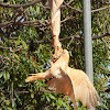 Little Corella