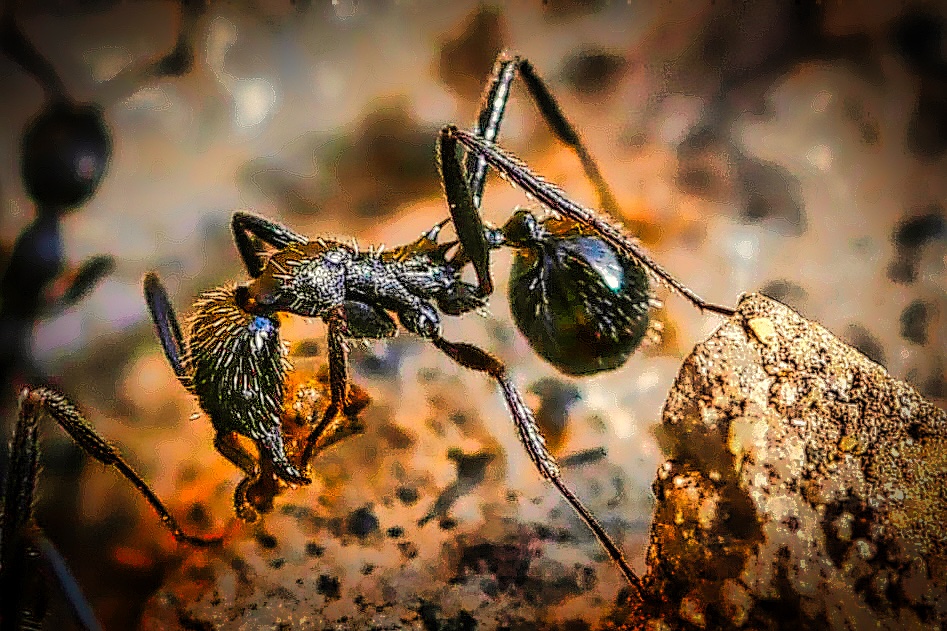 Formica macro di Frank77