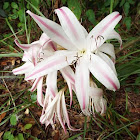 Milk and Wine Lily/Striped Trumpet Lily