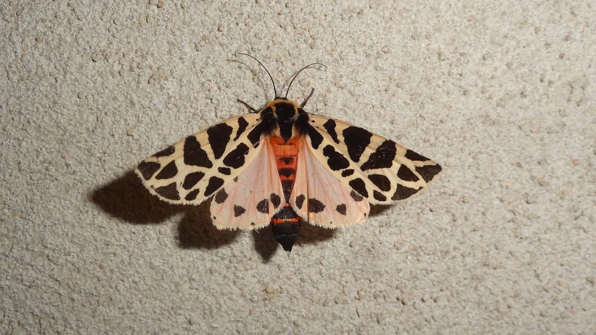 Mediterranean Tiger Moth