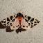 Mediterranean Tiger Moth