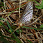 Common Burrower Mayfly