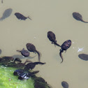 European Toad