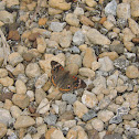 Common Buckeye