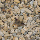 Common Buckeye