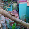 Rufous-legged grasshopper