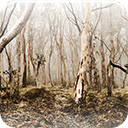 In the Woods Chrome extension download