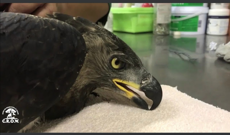 A crowned eagle was euthanised after it was shot and paralysed in the Durban suburb of Malvern.