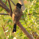 Red-vented bulbul