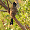 Red-vented bulbul