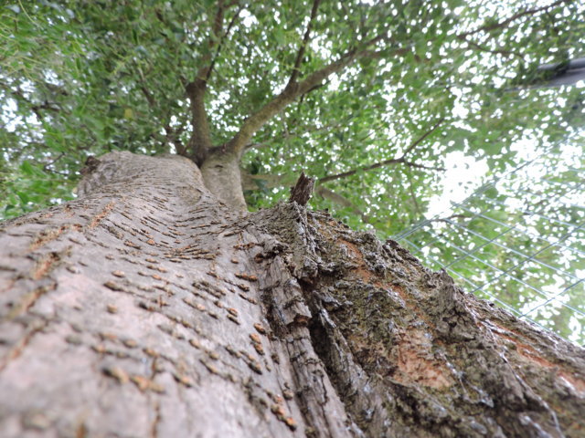 Un albero, altissimo! di jessica.prugna