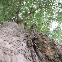 Un albero, altissimo! di 