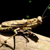 Indian bark mantis