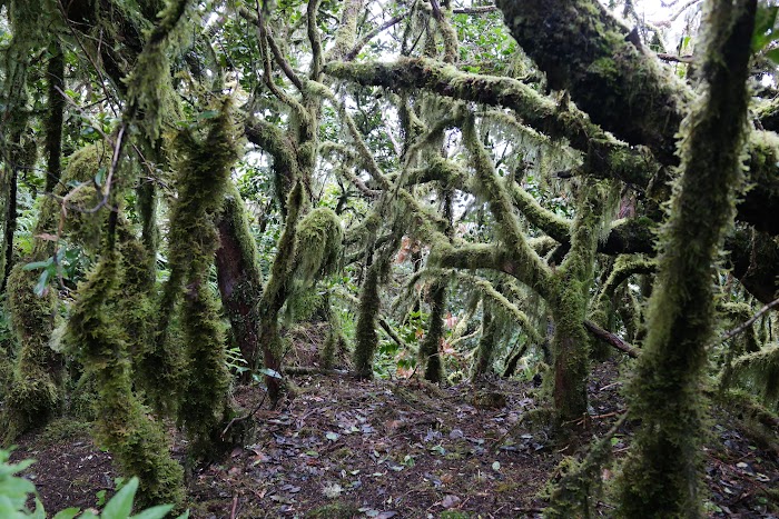 VOLVEMOS A TENERIFE: ESCAPADA DE 4 DÍAS 10 AÑOS DESPUÉS - Blogs de España - TEMPORAL EN ANAGA. EL BOSQUE ENCANTADO. (7)