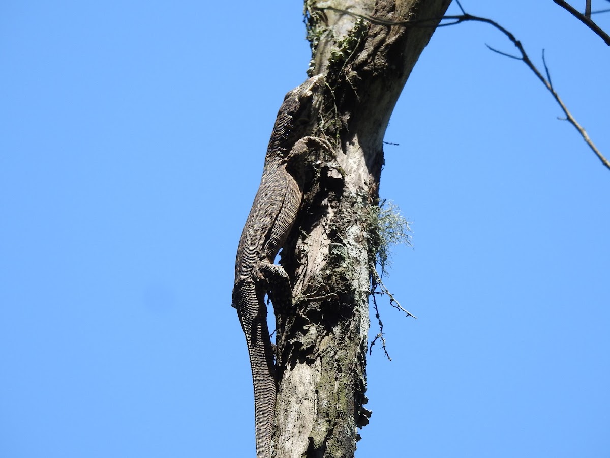 Bengal Monitor Lizard