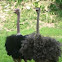 Ostrich