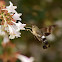 Titan hummingbird moth (female)