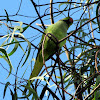 Indian Ringneck Parrots