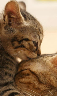 Cute Cat Live Wallpaper - backgrounds hd(圖2)-速報App