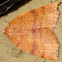 Geometrid Moth