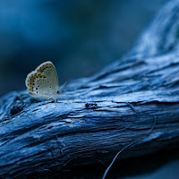 La farfalla e la formica di 