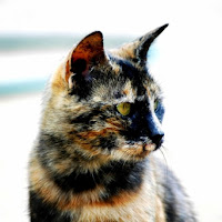 Tortie di 