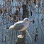 Black-headed Gull