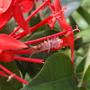 Monkey Puzzle larva