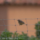 Zitting Cisticola; Buitrón