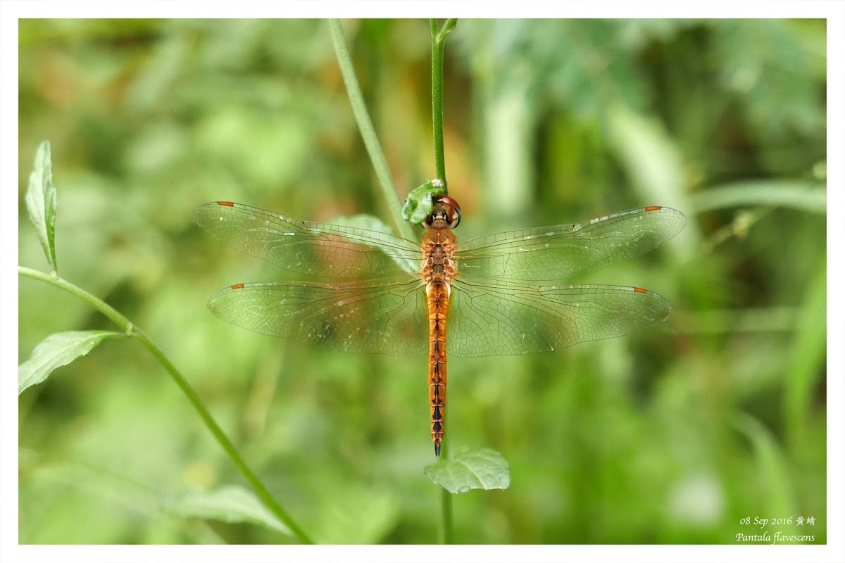 Pantala flavescens 黃蜻