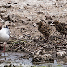 Black-headed Gull; Gaviota Reidora