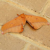 Helena Gum Moth - female