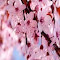 Item logo image for Cherry Blossom Theme