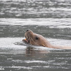 Stellar's Sea Lion