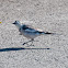 White Wagtail