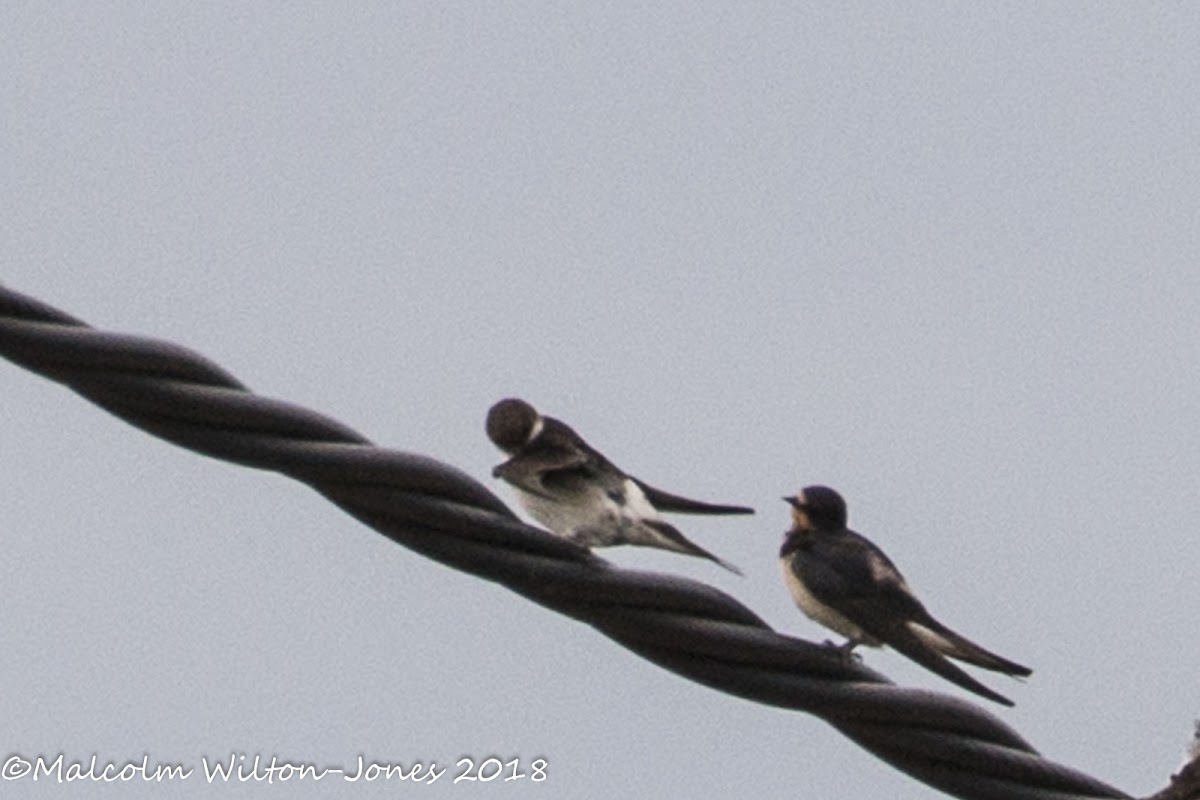 House Martin; Avión Común