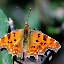 Comma; C-blanca