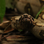 Peruvian Red Tail Boa