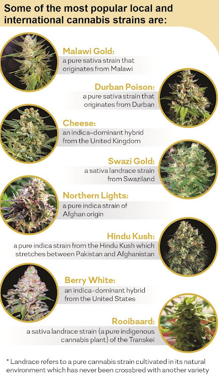 Popular cannabis strains.