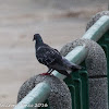 Feral Pigeon