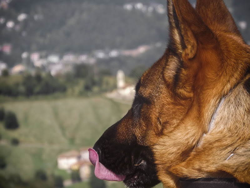 Stasera che si mangia?! di AManuel