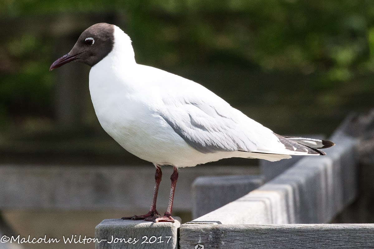 Black-headed Gull