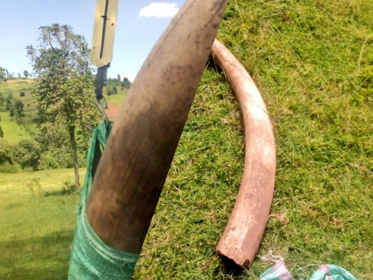 Part of the elephant tusks recovered from three suspects in Narok, February 23, 2024.