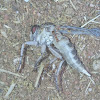 Giant robber fly