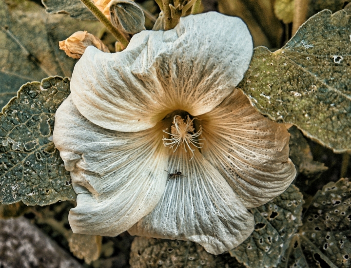 Campanula di lucianalu