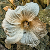 Campanula di 