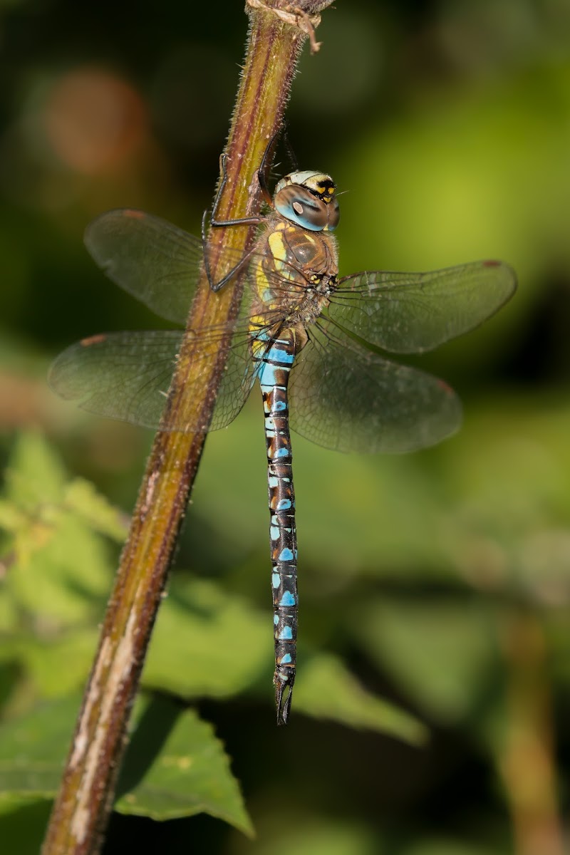 Migrant Hawker