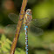 Migrant Hawker